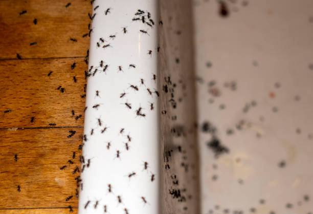Best Best Pest Control Companies  in Mentone, IN